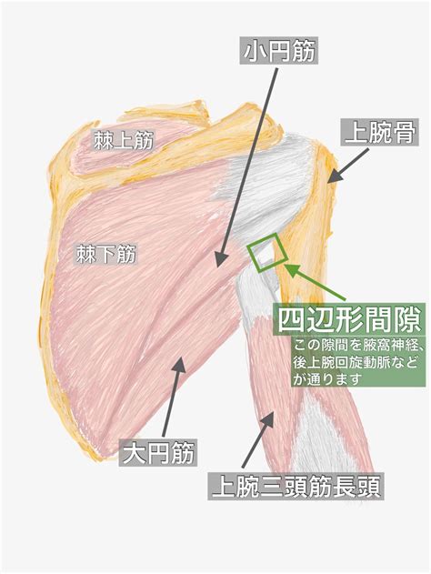 腋下 読み方